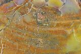 Colorful, Polished Petrified Wood (Araucarioxylon) - Arizona #147902-2